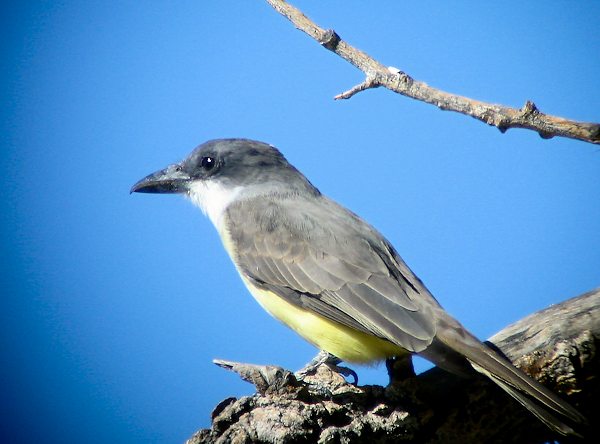 Thick-billed Kingbird